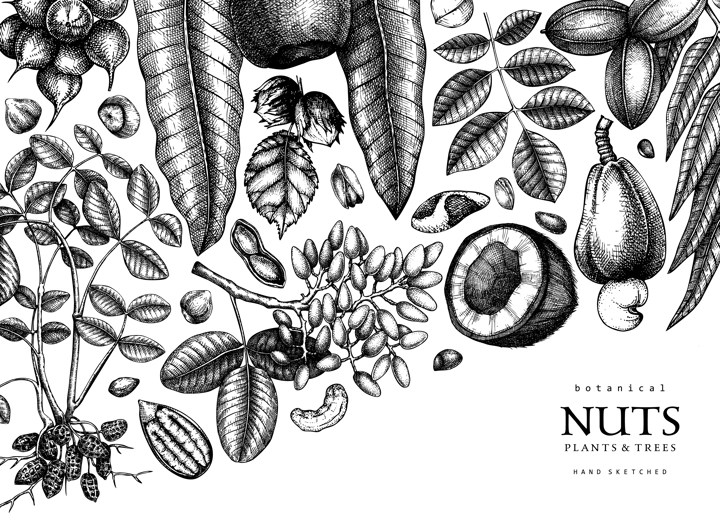 Vector background in vintage style. Vintage nuts sketched banner. Healthy food backdrop with branches, plants, nutshells hand-drawings. Realistic botanical illustrations for packaging design
